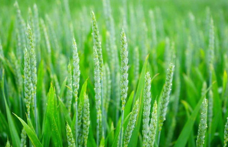 herbe de blé