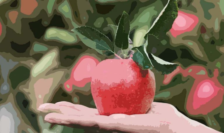 Une pomme que l'on peut utilise dans un régime monodiète