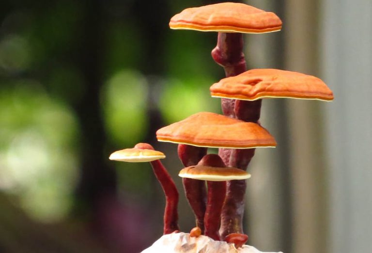 Le Ganoderma Lucidum (Lingzhi / Reishi)