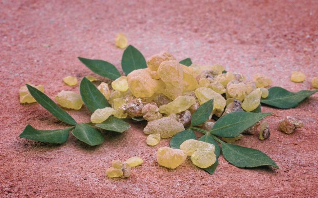 Boswellia