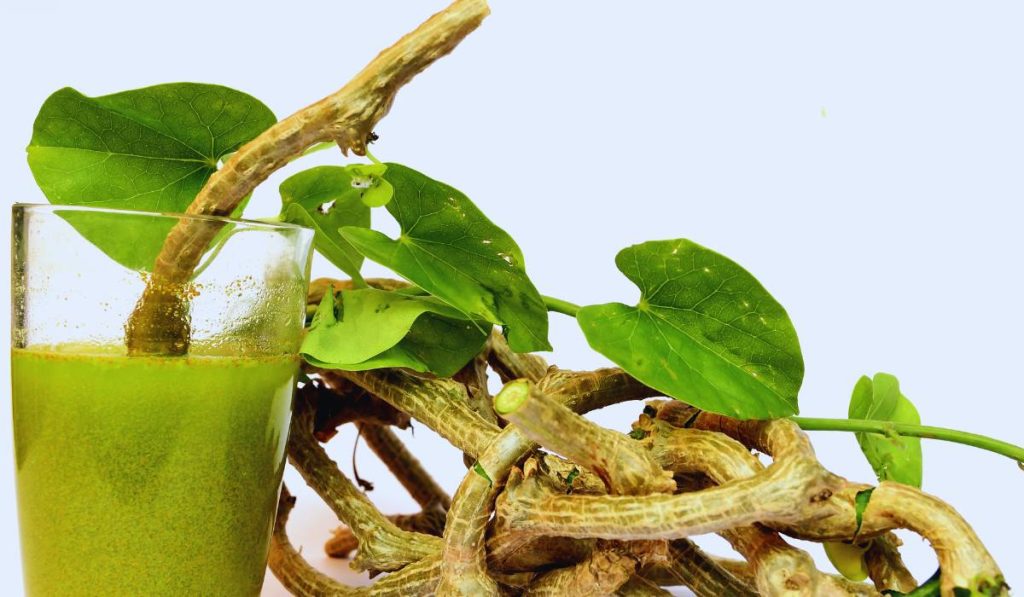 pLANTES DE Guduchi