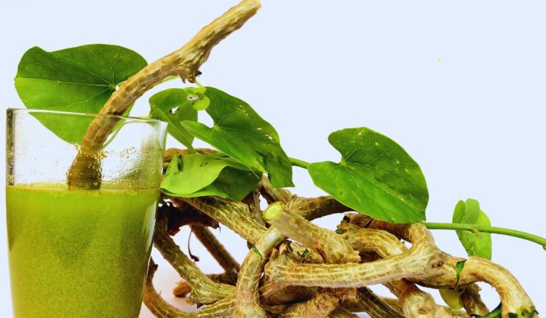 pLANTES DE Guduchi