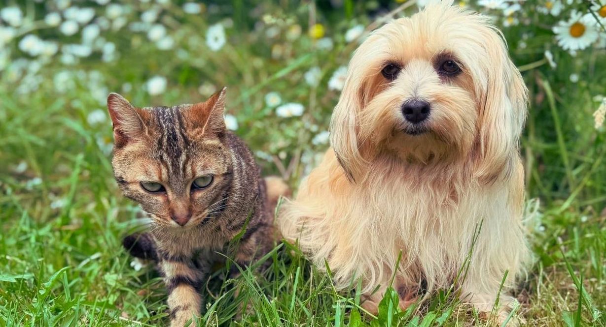 Chat et chien assis cote a cote dans une prairie fleurie ensoleillee